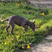 Chiot whippet femelle #2