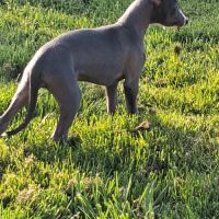 Chiot whippet femelle