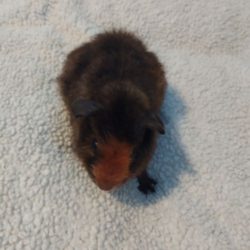 Petit cochon d'inde mâle