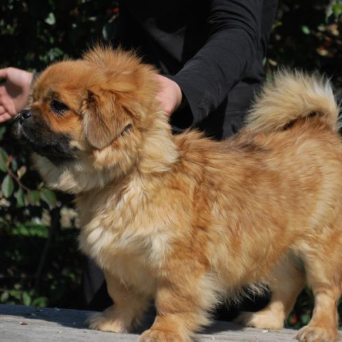 Magnifique chiots épagneul tibétain #1