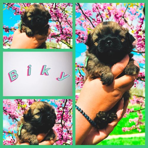 Magnifique chiots épagneul tibétain #2