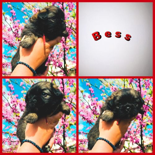 Magnifique chiots épagneul tibétain #3