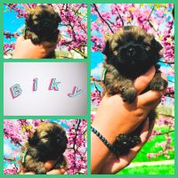 Magnifique chiots épagneul tibétain #2