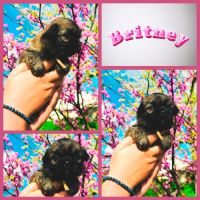 Magnifique chiots épagneul tibétain #4