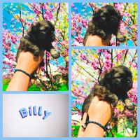 Magnifique chiots épagneul tibétain #0