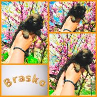 Magnifique chiots épagneul tibétain #6