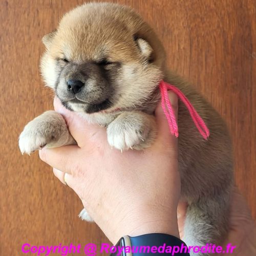 Chiots shiba inu #2