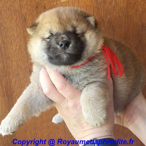 Chiots shiba inu #3