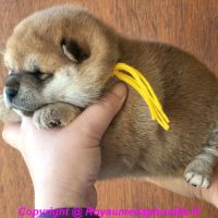 Chiots shiba inu #0