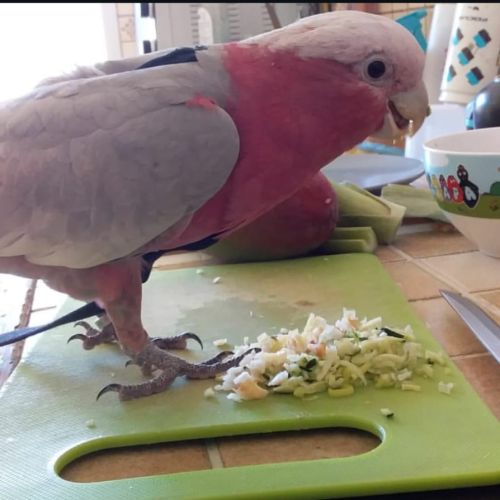 Cacatoès rosalbin de 9 mois