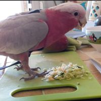 Cacatoès rosalbin de 9 mois