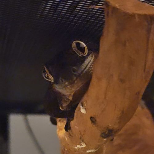 Gecko rechodactyluse chahoua