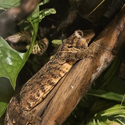 Gecko rechodactyluse chahoua #3