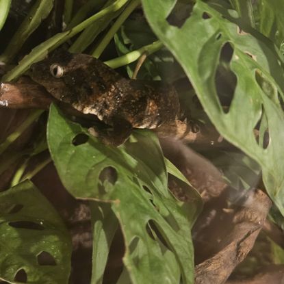 Gecko rechodactyluse chahoua #4