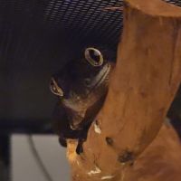 Gecko rechodactyluse chahoua #0