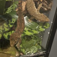 Gecko rechodactyluse chahoua #2