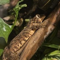 Gecko rechodactyluse chahoua #3