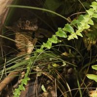 Gecko rechodactyluse chahoua #5