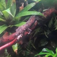 Gecko rechodactyluse chahoua #6