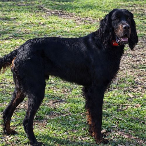 Chiot setter gordon #1