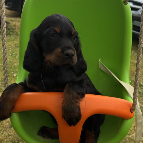 Chiot setter gordon #2