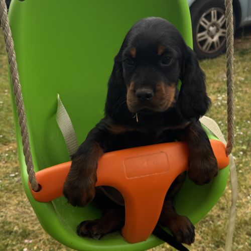 Chiot setter gordon #3