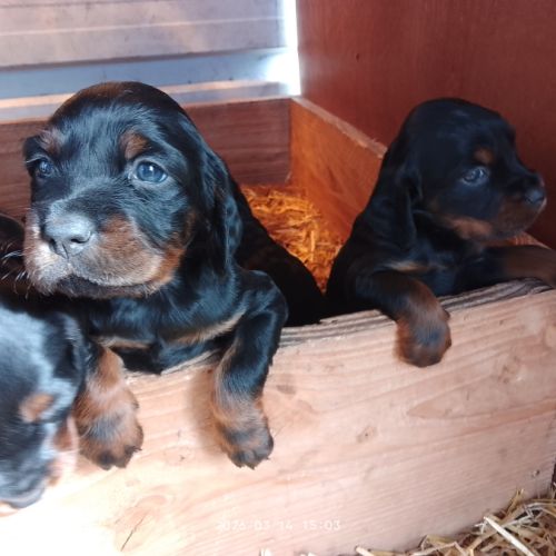 Chiot setter gordon #2