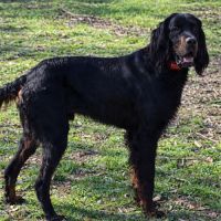 Chiot setter gordon #1