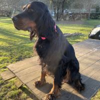 Chiot setter gordon #0