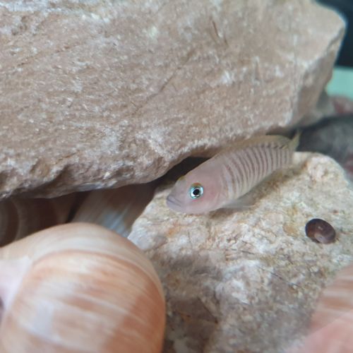 Neolamprologus multifasciatus #1