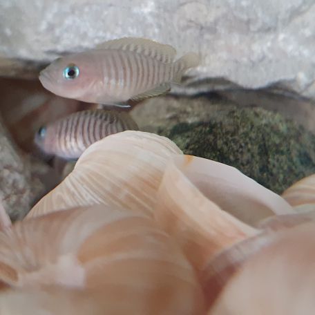 Neolamprologus multifasciatus