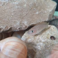 Neolamprologus multifasciatus #1