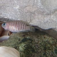 Neolamprologus multifasciatus #2