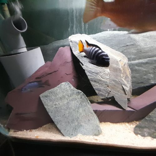 Chindongo elongatus mpamga #3