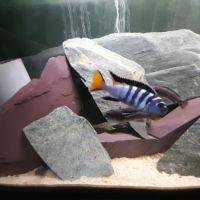 Chindongo elongatus mpamga