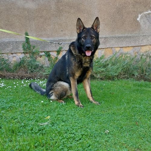 Berger allemand #0