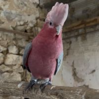 Perroquet rosalbin