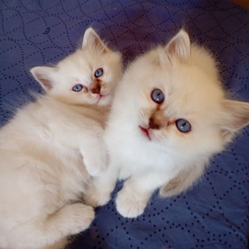 Portée sacré de birmanie loof