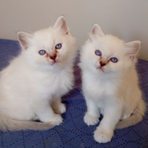 Portée sacré de birmanie loof #2