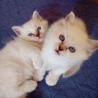 Portée sacré de birmanie loof #0