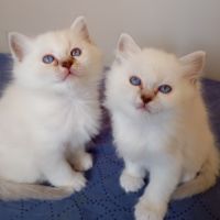 Portée sacré de birmanie loof #3