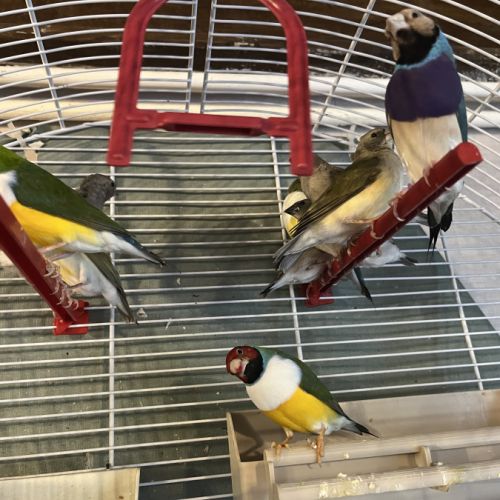 11 diamant de gould #0