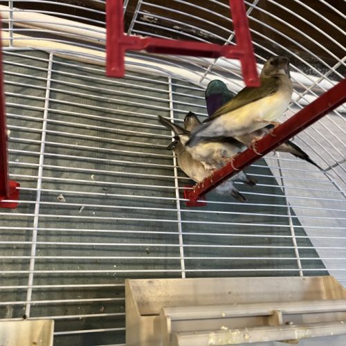 11 diamant de gould #3