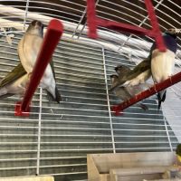 11 diamant de gould #2