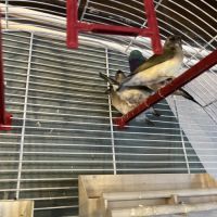 11 diamant de gould #3