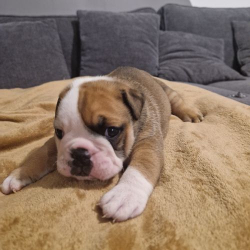 Bulldog anglais #0