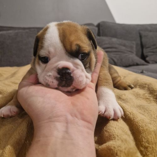 Bulldog anglais #2