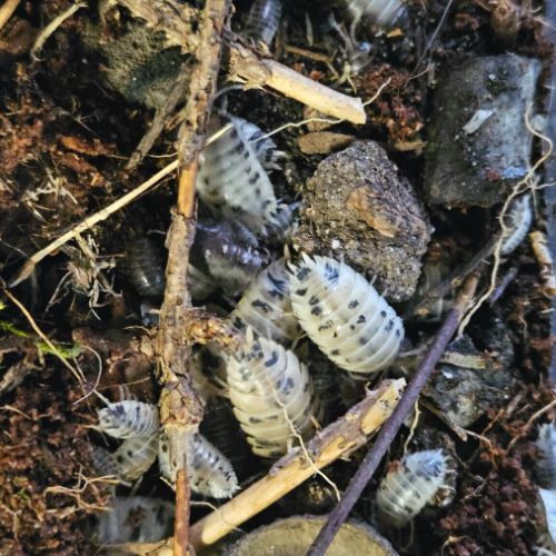 Porcellio laevis dairy cow #1