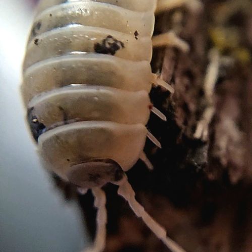 Porcellio laevis dairy cow #2