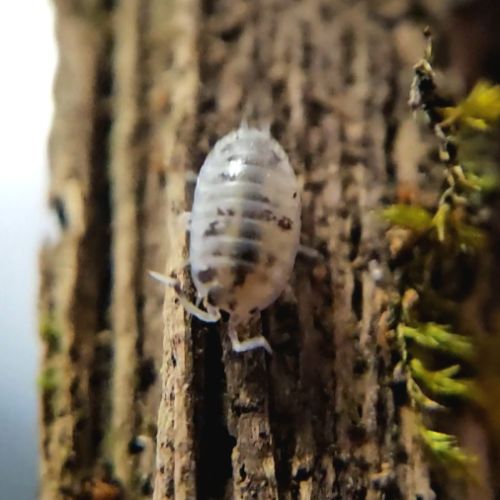 Porcellio laevis dairy cow #0